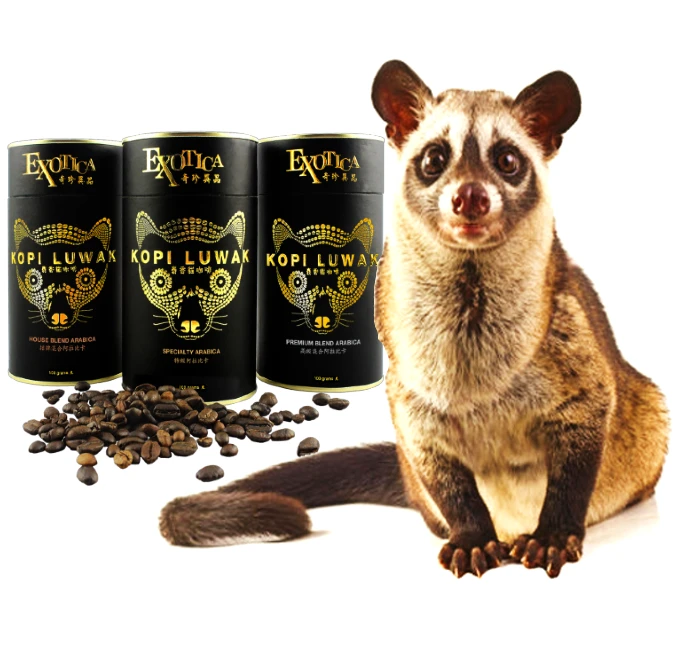 What is Kopi Luwak? Exploring the History and Production Process