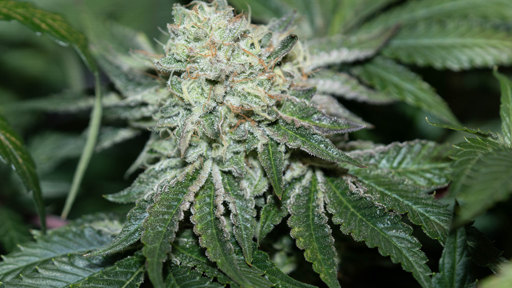 Top 10 Compound Genetics Strains Leading 2026 Innovations in Genetic ...